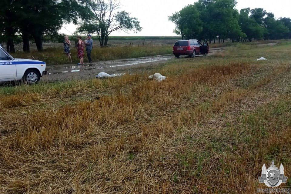 В Слободзейском районе погибли за день 38 коз