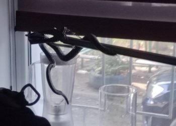 В Каушанах в одну из квартир заползла змея