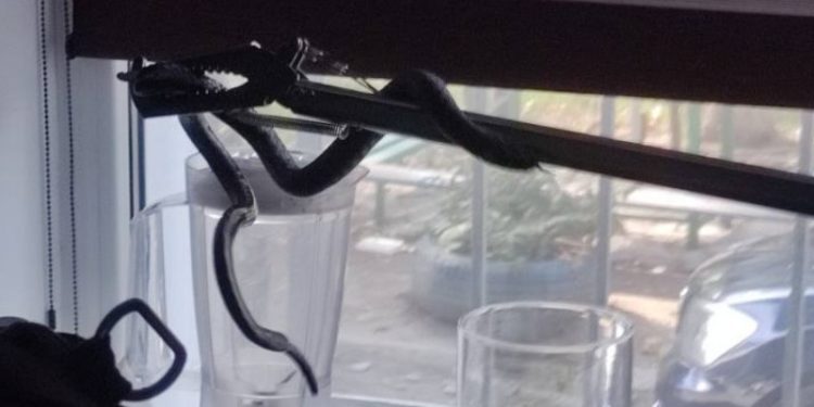 В Каушанах в одну из квартир заползла змея