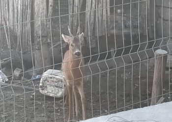В Оргеевском районе мужчина держал у себя во дворе детеныша косули