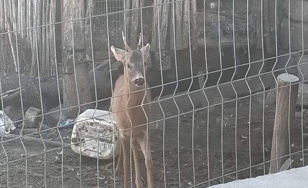 В Оргеевском районе мужчина держал у себя во дворе детеныша косули