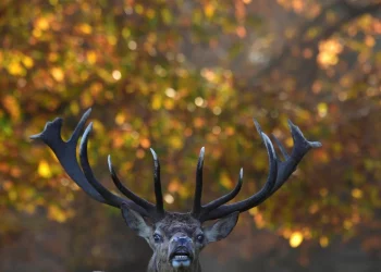В Норвегии после иска российского парка убили 40 оленей