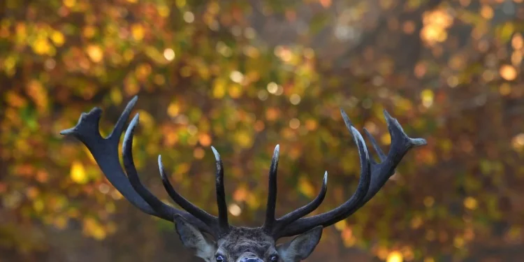 В Норвегии после иска российского парка убили 40 оленей