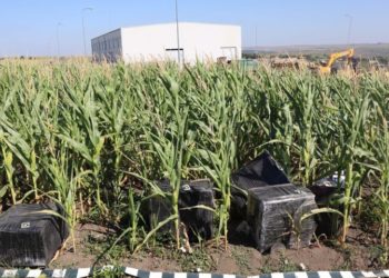 România: Țigări de contrabandă de peste jumătate de milion de lei, din Moldova, descoperite în porumb | VIDEO