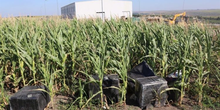 România: Țigări de contrabandă de peste jumătate de milion de lei, din Moldova, descoperite în porumb | VIDEO