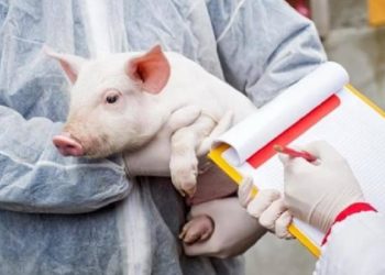 Pesta porcină africană: Focare în Moldova și mai multe țări europene. Situația din ultima lună