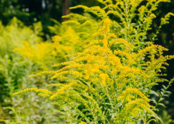 Primul caz de alergie severă la ambrozie, înregistrat la Căușeni: Un bărbat, spitalizat în stare gravă, după contactul cu planta