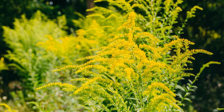 Primul caz de alergie severă la ambrozie, înregistrat la Căușeni: Un bărbat, spitalizat în stare gravă, după contactul cu planta