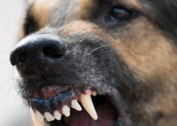 O fetiță de 5 ani din Dubăsari a fost atacată de un câine al vecinilor: Copila s-a ales cu mai multe răni