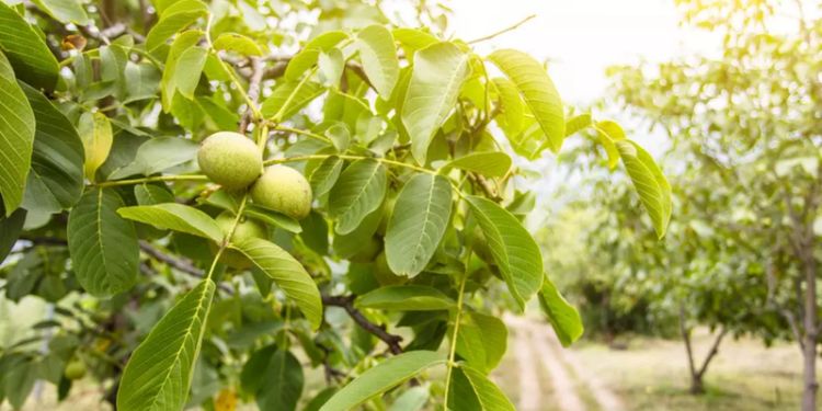 Mergi la cules nuci? Atenție la pericolele mortale din jur: Recomandările distribuitorului de curent electric