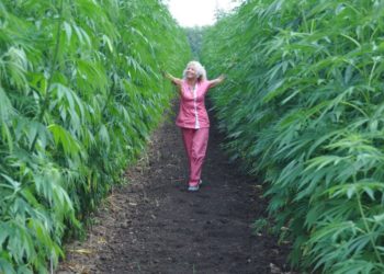 În Moldova ar putea fi permisă cultivarea cânepei industriale. Autoritățile lucrează la simplificarea procedurii de obținere a autorizațiilor