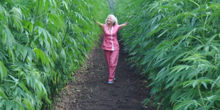 În Moldova ar putea fi permisă cultivarea cânepei industriale. Autoritățile lucrează la simplificarea procedurii de obținere a autorizațiilor