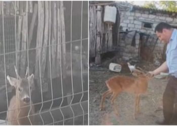 Un pui de căprioară, ținut în captivitate de un bărbat din Orhei. Inspectoratul pentru Protecția Mediului spune că s-a autosesizat despre acest caz | VIDEO