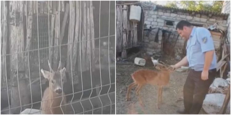 Un pui de căprioară, ținut în captivitate de un bărbat din Orhei. Inspectoratul pentru Protecția Mediului spune că s-a autosesizat despre acest caz | VIDEO
