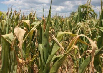 Guvernul le-ar putea interzice agricultorilor de la sudul Moldovei să cultive porumb. În replică, aceștia spun că statul vine doar cu interdicții: „Veniți cu propuneri, propuneri clare, cânepă, ce să cultivăm?” | VIDEO