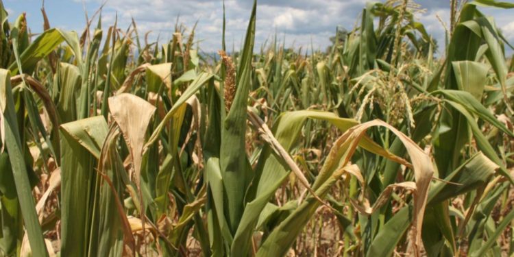 Guvernul le-ar putea interzice agricultorilor de la sudul Moldovei să cultive porumb. În replică, aceștia spun că statul vine doar cu interdicții: „Veniți cu propuneri, propuneri clare, cânepă, ce să cultivăm?” | VIDEO