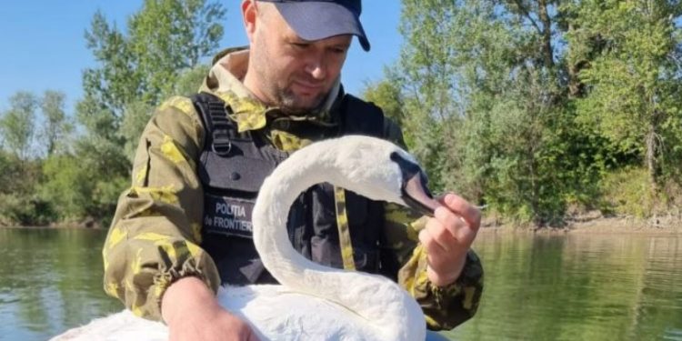 Intervenție mai puțin obișnuită: O lebădă blocată într-un plastic, salvată de polițiștii de frontieră