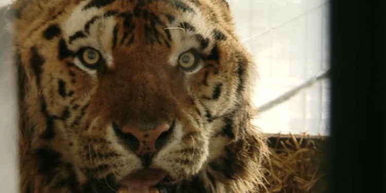 România: Un bărbat a fost mușcat de un tigru la Grădina Zoologică din Bârlad după ce a băgat piciorul în cușca animalului