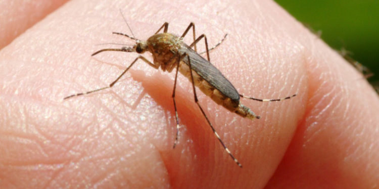 21 de cazuri confirmate cu virusul West Nile în România. Au fost anunţate și patru decese