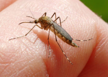 România: Virusul transmis prin înțepăturile de țânțar a mai făcut o victimă. O femeie a murit după ce a fost infectată cu virusul West Nile