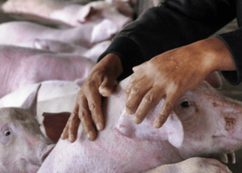 Focar de pestă porcină – depistat în raionul Cahul. ANSA spune în ce localitate