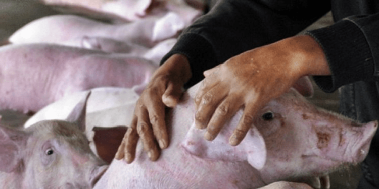 Focar de pestă porcină – depistat în raionul Cahul. ANSA spune în ce localitate