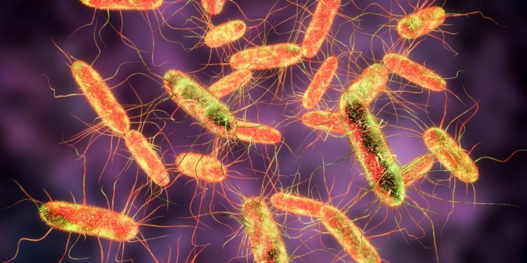 В 11 странах Европы зарегистрировали случаи заболевания сальмонеллезом