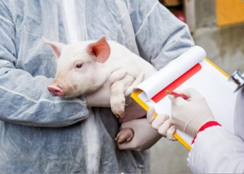 Alertă la Ungheni şi Cahul: Mii de porci au fost sacrificaţi din cauza virusului Pesta Porcină Africană. ANSA promite să acopere despăgubirile pentru daune | VIDEO