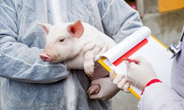 Alertă la Ungheni şi Cahul: Mii de porci au fost sacrificaţi din cauza virusului Pesta Porcină Africană. ANSA promite să acopere despăgubirile pentru daune | VIDEO