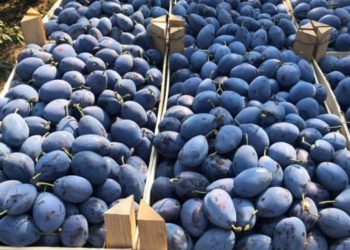 Cotele de export în UE: Niciun kilogram de roșii și usturoi și niciun litru de suc de struguri nu au ajuns în Europa