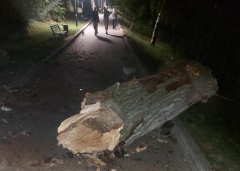 В одном из столичных парков упало дерево