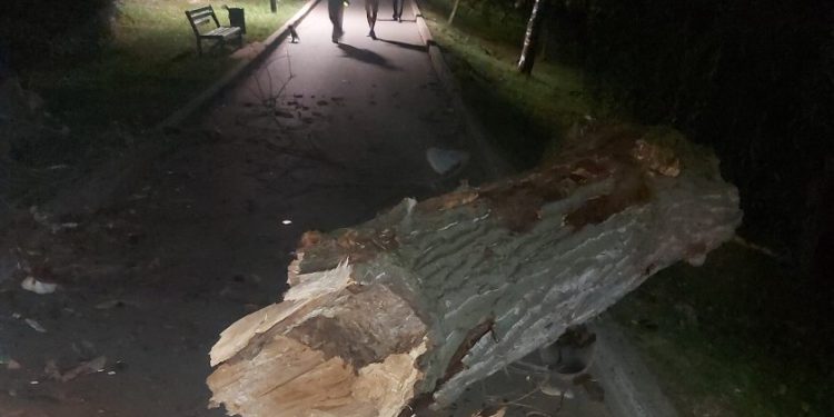 В одном из столичных парков упало дерево