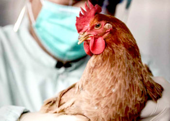 Угроза распространения птичьего гриппа в Молдове: рекомендации НАПБ