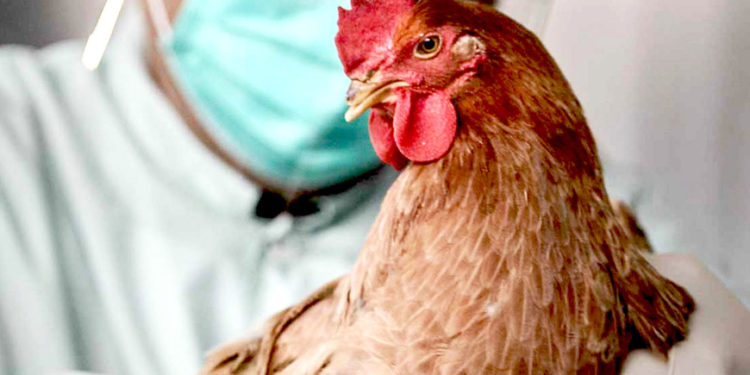 Угроза распространения птичьего гриппа в Молдове: рекомендации НАПБ