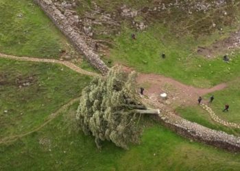 В Британии вандалы спилили «дерево Робин Гуда», полиция начала расследование