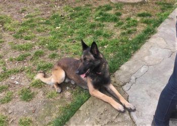 Câinele de serviciu Conan în misiune cu succes, un străin depistat în timp ce traversa ilegal frontiera