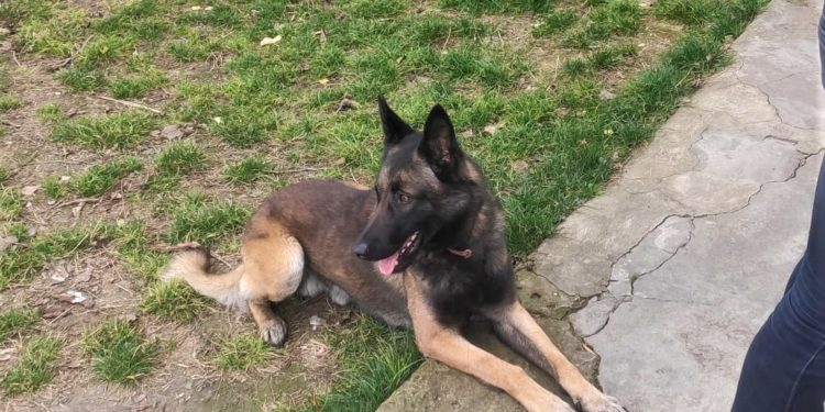 Câinele de serviciu Conan în misiune cu succes, un străin depistat în timp ce traversa ilegal frontiera