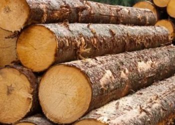 В этом году цена на дрова для топки вырастет: пояснения министра окружающей среды