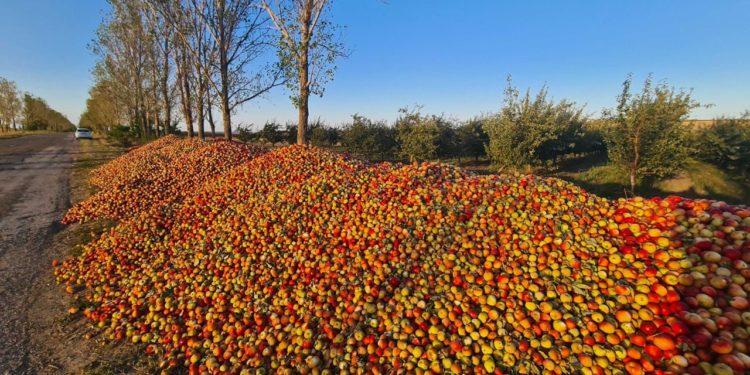 «Эти фрукты идут на переработку». Представители Ассоциации «Молдова фрукт» прокомментировали, фото груд яблок на обочине в Единецком районе | VIDEO