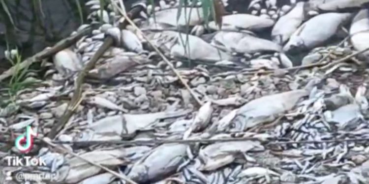 Массовая гибель рыбы в Дубоссарском районе. Что говорят экологи