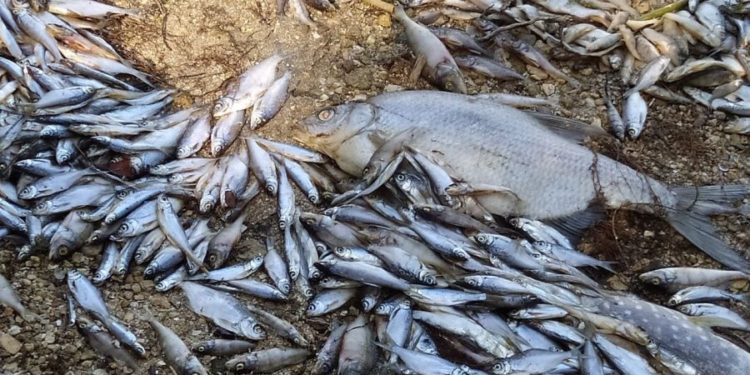 Сброс химических веществ – одна из причин массовой гибели рыбы на реке Ягорлык