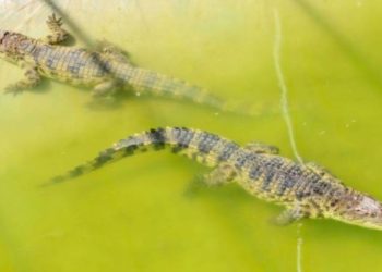 С фермы в Китае во время наводнения сбежали 75 крокодилов