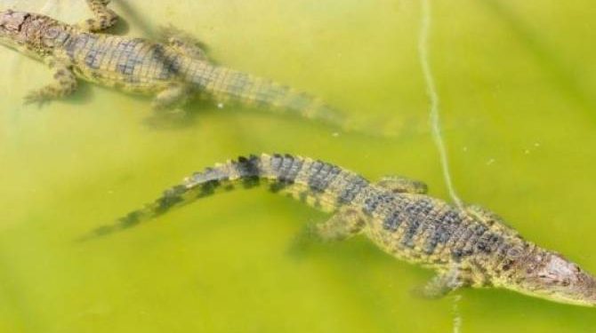 С фермы в Китае во время наводнения сбежали 75 крокодилов