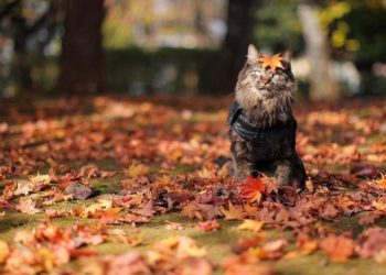 Переменная облачность и прохладные ночи. Какая будет погода на следующей неделе?