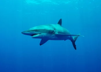 На туристку в Египте напала акула