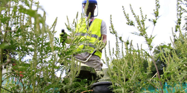 Сезон цветения амброзии: Все больше граждан обращаются к врачам, а отделения аллергологии переполнены | VIDEO