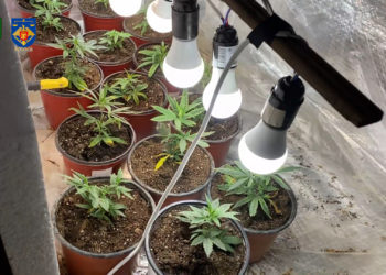 Marijuana de 2.500.000 lei, crescută în locații din proximitatea zonei de frontieră și pusă în realizare la Chișinău. Patru reținuți