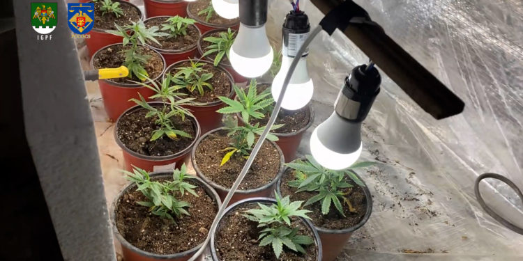 Marijuana de 2.500.000 lei, crescută în locații din proximitatea zonei de frontieră și pusă în realizare la Chișinău. Patru reținuți