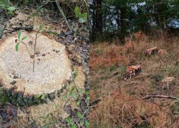 Sute de copaci, defrișați ilegal în pădurile din nordul țării: Făptașii nu au fost identificați | FOTO