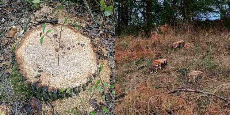 Sute de copaci, defrișați ilegal în pădurile din nordul țării: Făptașii nu au fost identificați | FOTO